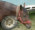 Tie up collar correctly used with a headcollar on a stallion