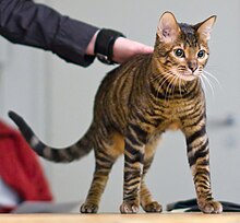 Toyger - Cornish Rex презентационно шоу Riihimäki 2008-11-16 IMG 0101.JPG