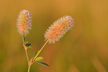 Inflorescence de Trèfle Pied-de-lièvre (Trifolium arvense). (définition réelle 6 000 × 4 000)