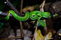 Cardamom pit viper (Trimeresurus cardamomensis) is endemic to this region