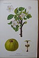Pomme bédange, planche dessinée pour la revue Le Cidre et le Poiré.