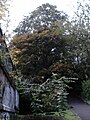 Pyramidal shape of Regent Road Park elm (background)