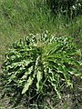 Verbascum sp.