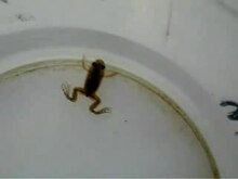 File:Xenopus laevis froglet swimming -1749-8104-7-13-S10.ogv