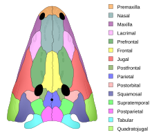 Skull diagram of Xenotosuchus, a temnospondyl Xenotosuchus skull roof.svg