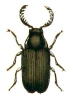 Miniatura para Xyletininae