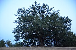 Maćedonce's zapis (sacred tree)