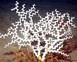 Madrepora oculata (coral ziguezague).