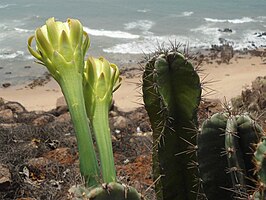 Cereus hexagonus