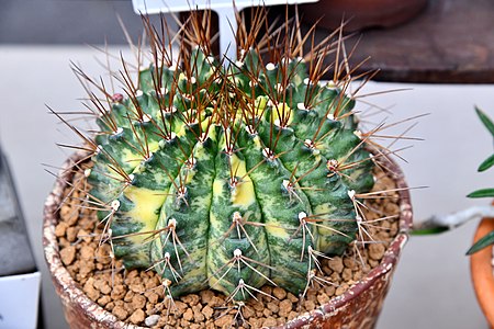 กระบองเพชร Cactus of Thailand