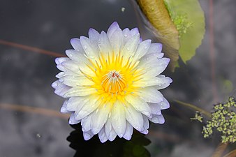 Lotus Plant of Thailand