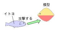 おおざっぱな形で、赤い腹の場合。