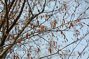 Flowers emerge before leaves