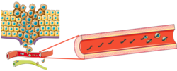 Miniatura para ADN circulante tumoral