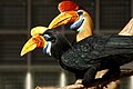 Sulawesi-jaarvogel (Aceros cassidix)