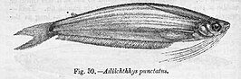 Ailiichthys punctata