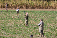 Red-legged partridge shoot in Hampshire, England with guns at their respective pegs (2017) Alectoris rufa driven hunt, Hampshire, England 01.png