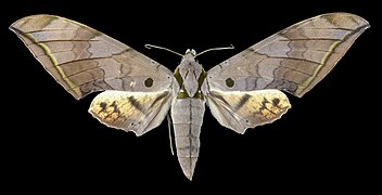 Female dorsal view (from the collection of the MHNT)