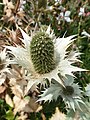 Eryngium giganteum