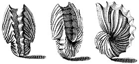 Três ilustrações da concha da fêmea de A. hians, do ano de 1742, obra Index Testarum Conchyliorum, de Niccolò Gualtieri.