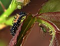 Asian Lady Beetle (Harmonia axyridis) Larva & Macrosiphum rosae (jh04).jpg