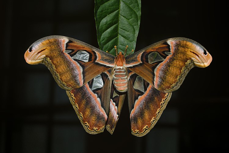 Самка бабочки-павлиноглазки Attacus taprobanis
