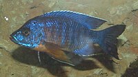 There are numerous species of cichlids that demonstrate dramatic variations in morphology. Aulonocara hansbaenschi RB3.jpg