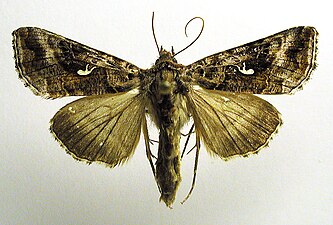 Brungrått metallfly, Autographa buraetica