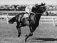 Beau Vite, 1940 & 1941 winner