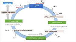 Breakdown of fatty acids by beta oxidation