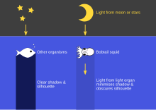 Schéma ukazující, jak světelný orgán v bobtailové chobotnici vyzařuje světlo dolů, aby zakryl svou siluetu