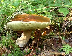 Boletus edulis