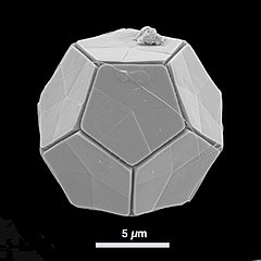 The fossil coccolithophore Braarudosphaera bigelowii has an unusual shell with a regular dodecahedral structure about 10 micrometers across. Braarudosphaera bigelowii.jpg