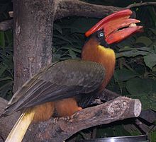 Buceros hydrocorax eating.jpg