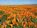 Munda wemaPopi (poppies).