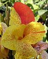 Canna 'Yellow King Humbert' Burbank