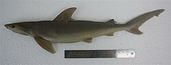 Miniatura para Carcharhinus sealei