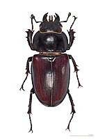 Female european stag beetle