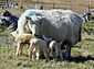 Cheviot ewe and triplets.jpg
