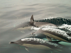 Delphinus sp. English: Common Dolphins exhalin...
