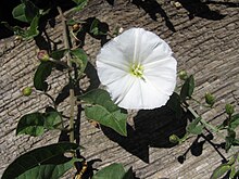 Convolvulus Flower