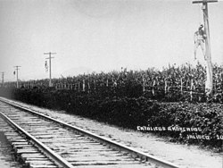 Cristeros hanged in Jalisco Cristeroscolgados.jpg