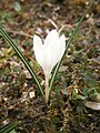 Crocus vernus subsp. albiflorus