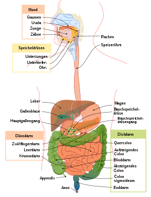 Digestive system diagram de.svg