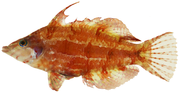 Miniatura per Doratonotus megalepis