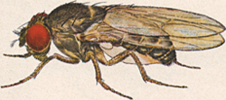 Mužjak Drosophila pseudoobscura