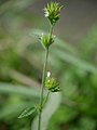 花序全体の様子