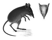 Drawing of gray elephant shrew