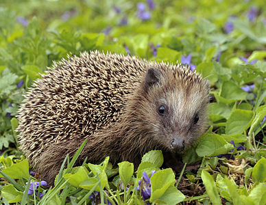 Genç bir Batı Avrupa kirpisi (Erinaceus europaeus), kuzey ve batı Avrupa'da bulunan bir kirpi türüdür. (Üreten: Michael Gäbler)