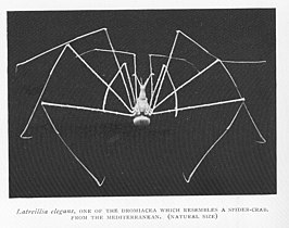 Latreillia elegans